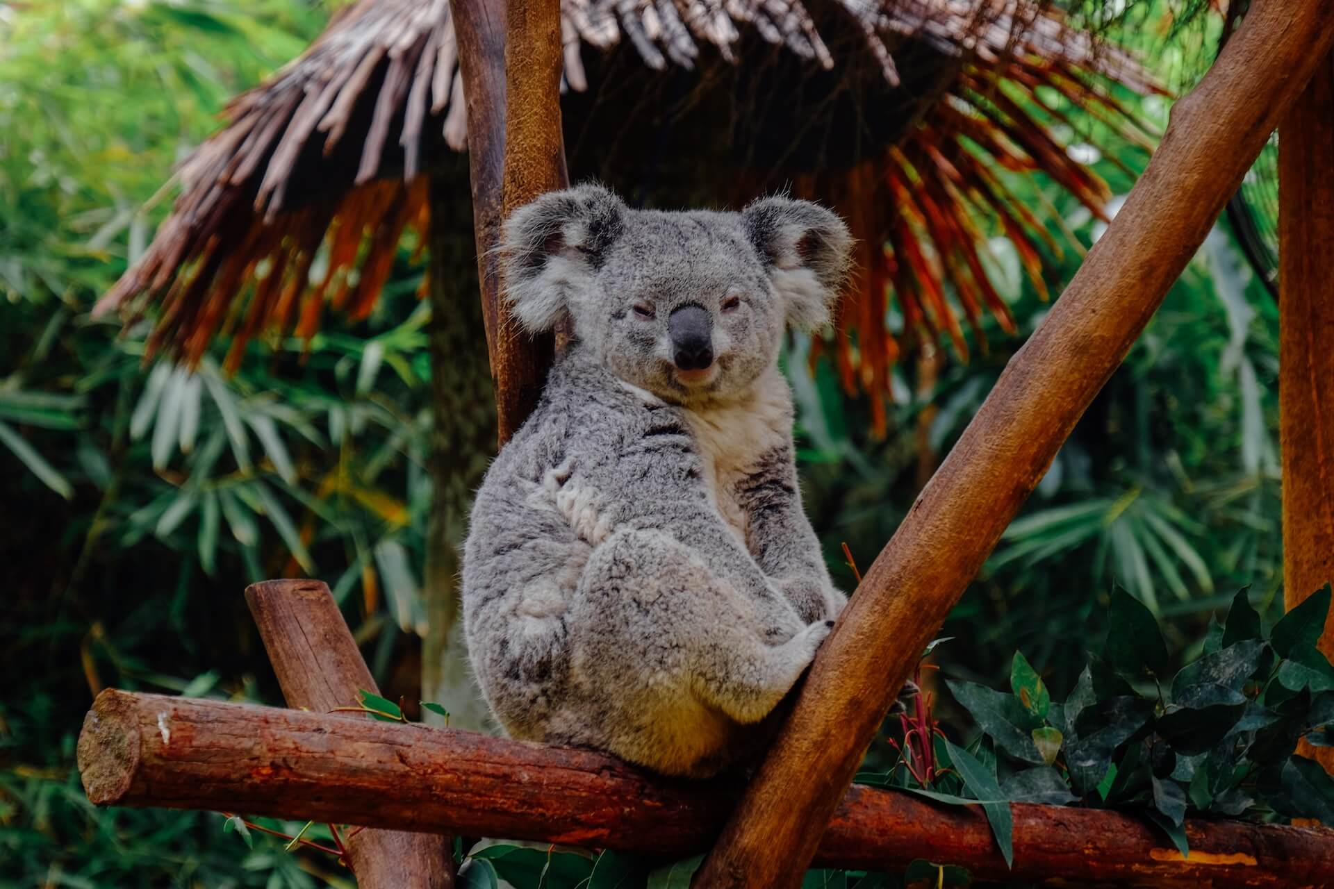 Koala resting on a tree